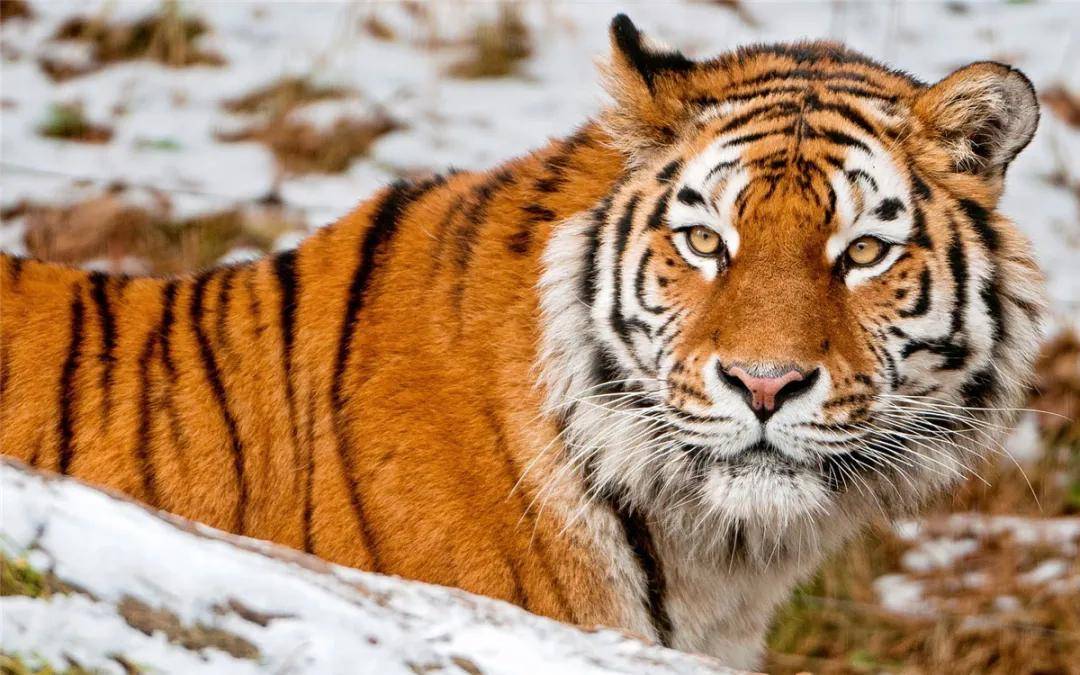 东北虎主场未能取胜,保级艰难!的简单介绍 东北虎主场未能取胜,保级艰难!的简单介绍